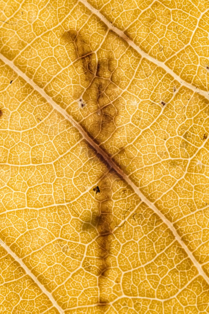 Close-Up of Yellow Leaf with Veins and Burnt Mark - Free Images, Stock Photos and Pictures on Pikwizard.com