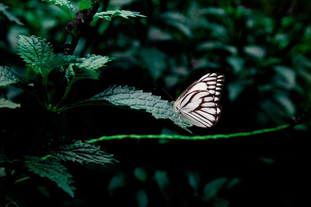 White Butterfly Resting on Leaf in Dark Forest - Free Images, Stock Photos and Pictures on Pikwizard.com