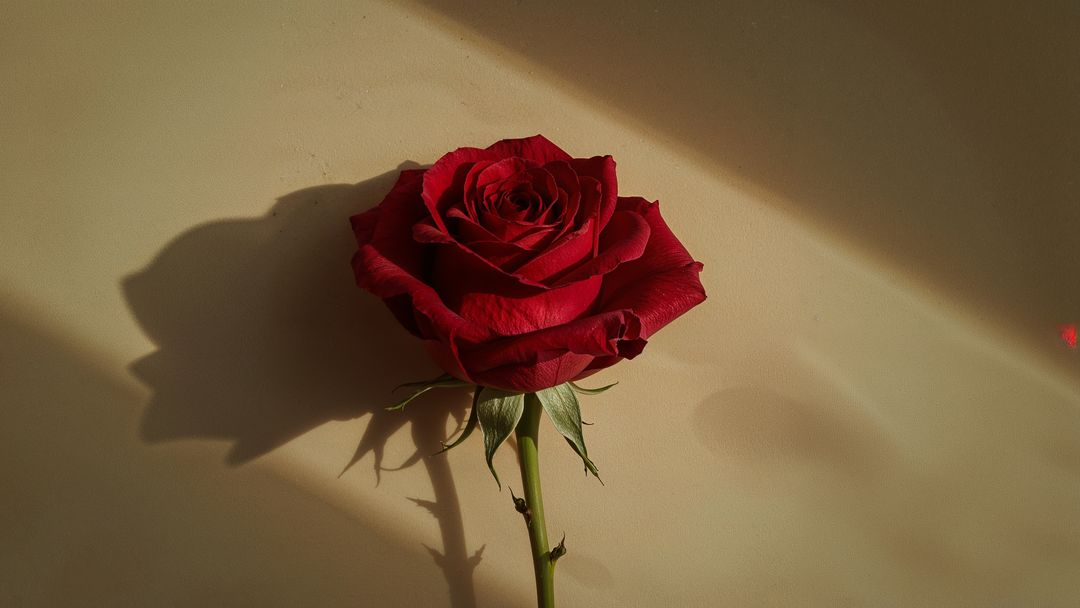 Minimalist Red Rose with Shadow on Beige Backdrop