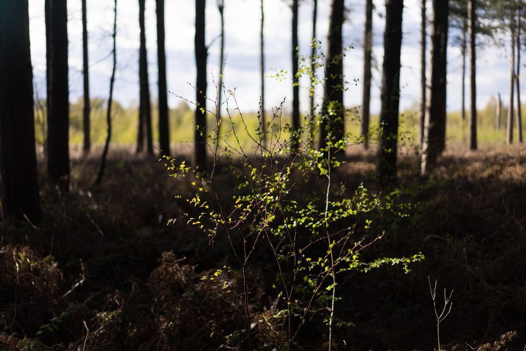 Young Tree Sapling in Sunlit Forest Clearing - Free Images, Stock Photos and Pictures on Pikwizard.com