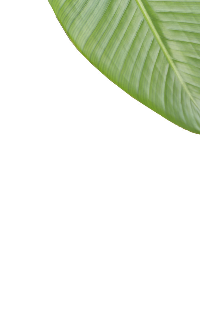 Bright Green Transparent Banana Leaf Isolated on White Background - Download Free Stock Images Pikwizard.com