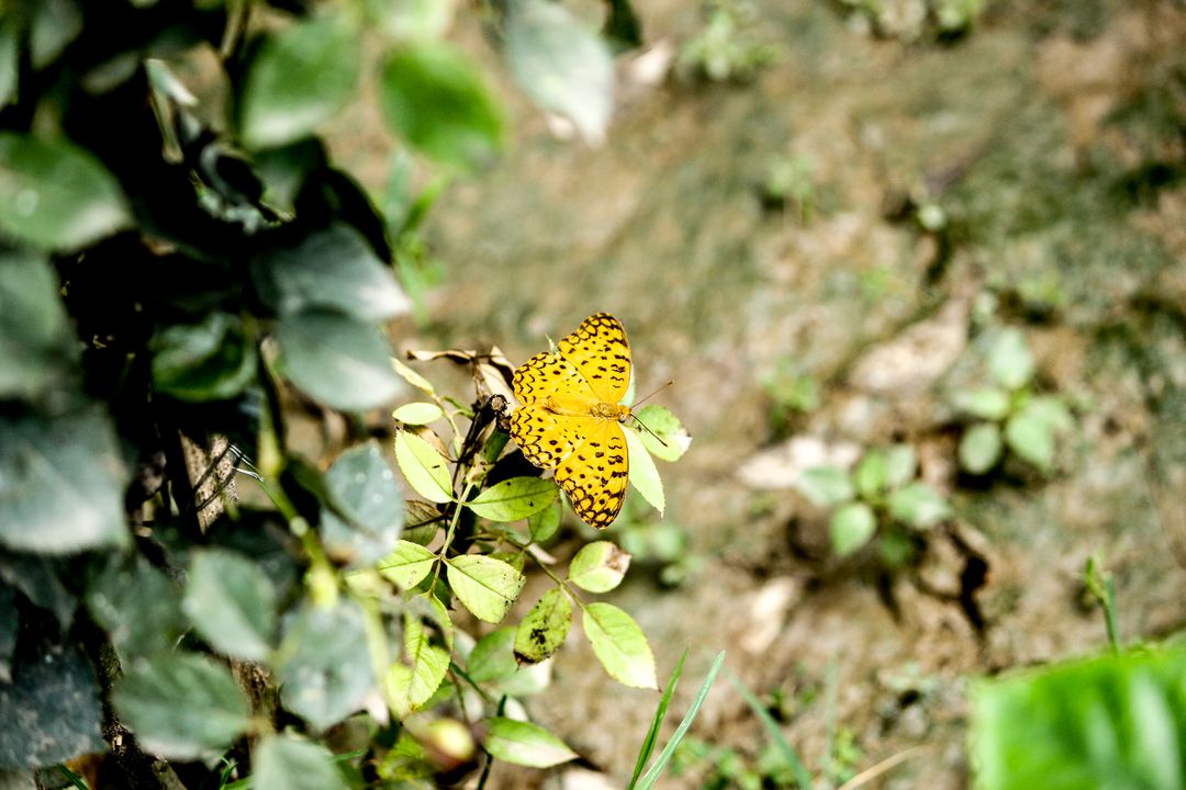 Yellow Butterfly Resting on Green Leaves - Free Images, Stock Photos and Pictures on Pikwizard.com