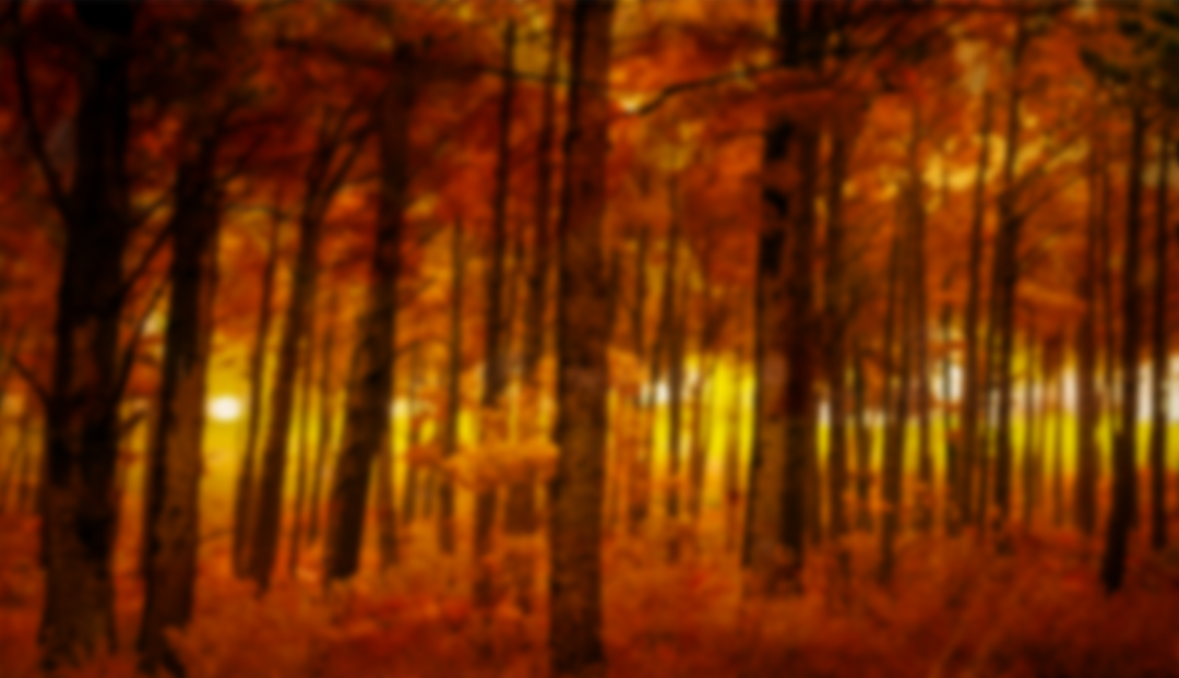 Transparent Colorful Autumn Forest with Sun Shining through Trees - Download Free Stock Images Pikwizard.com