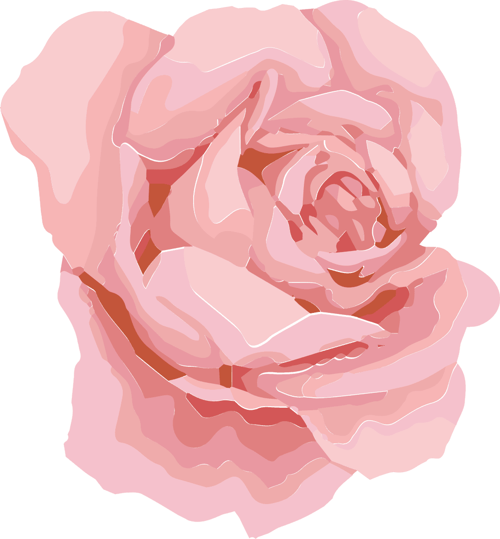 Transparent Pink Rose Vector with Layered Petals