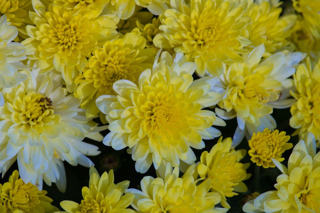 Close-Up of Vibrant Yellow Chrysanthemums Blooming - Free Images, Stock Photos and Pictures on Pikwizard.com