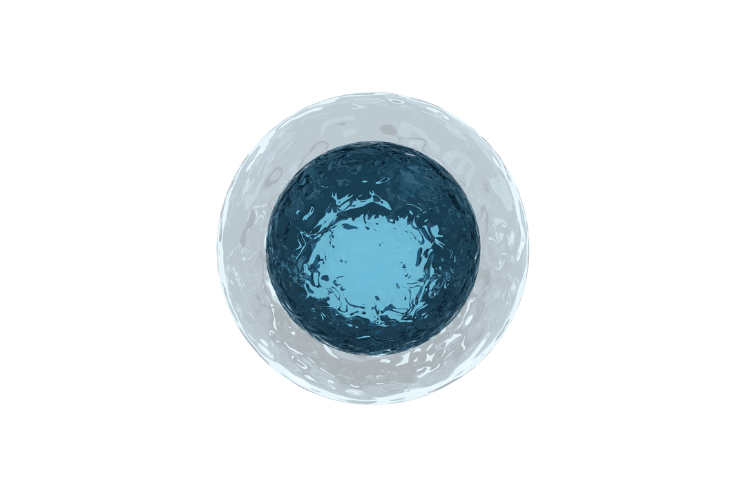Transparent Human Egg Illustration with Cellular Details