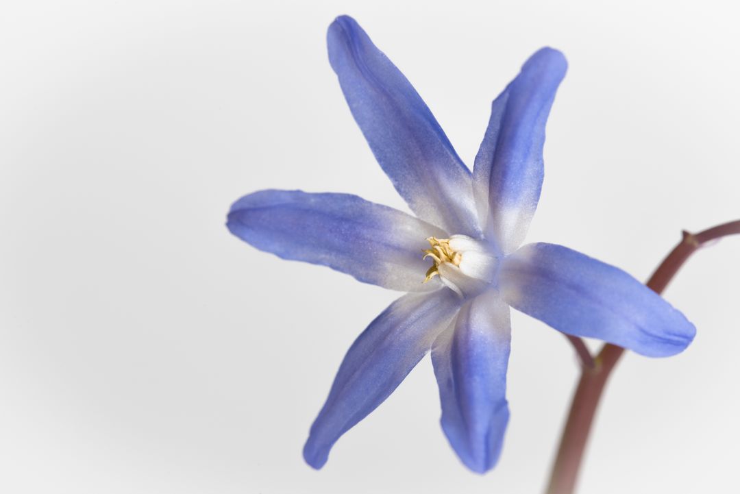 Macro blue starflower on white background single bloom with delicate translucent petals