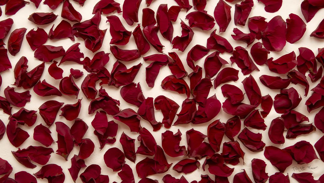 Scattering crimson rose petals on cream paper casting soft shadows, flatlay minimalism