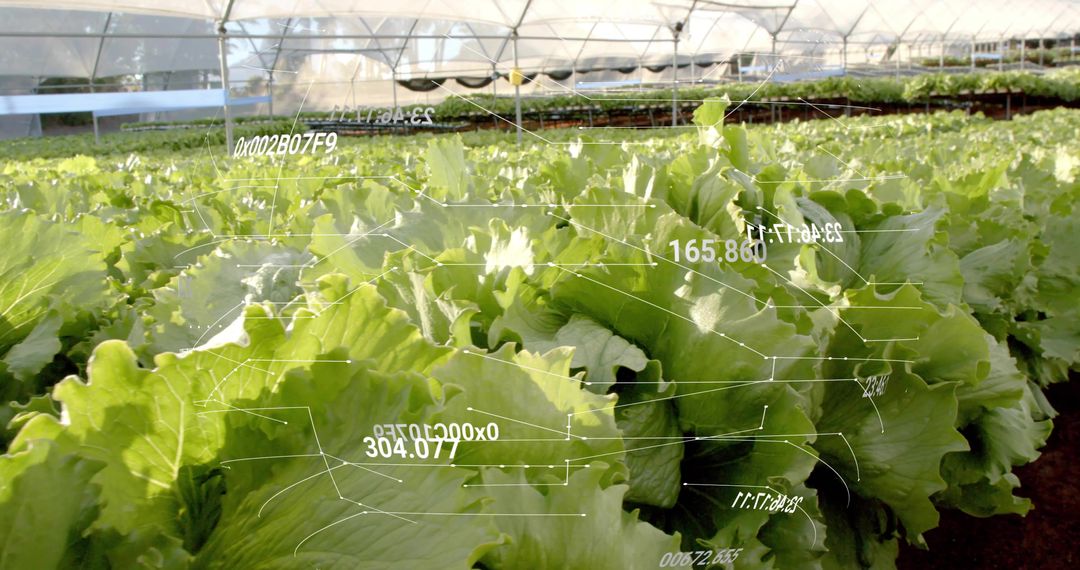 Precision Farming Lettuce Heads with Data Analysis in Greenhouse