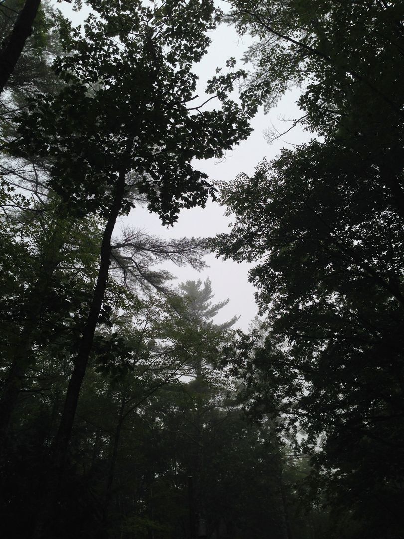 Misty Forest Silhouette with Tall Trees Reaching Skyward