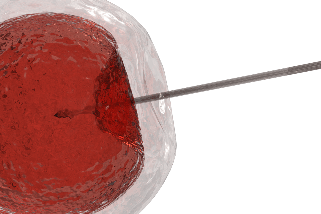 Intracytoplasmic Sperm Injection Process Transparent Close-up