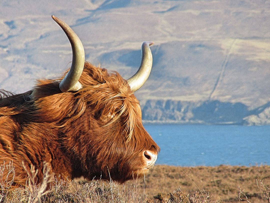 Highland Cow Grazing Near a Scenic Lake - Free Images, Stock Photos and Pictures on Pikwizard.com