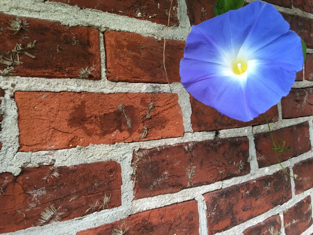 Blooming Blue Morning Glory on Red Brick Wall - Free Images, Stock Photos and Pictures on Pikwizard.com