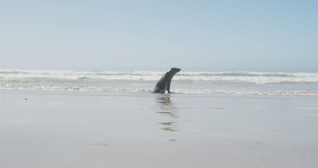Lone Seal on Sandy Beach by Ocean Waves - Free Images, Stock Photos and Pictures on Pikwizard.com