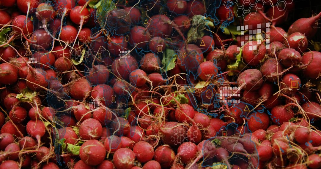 Radishes with Digital Overlays Highlighting Farm Technology
