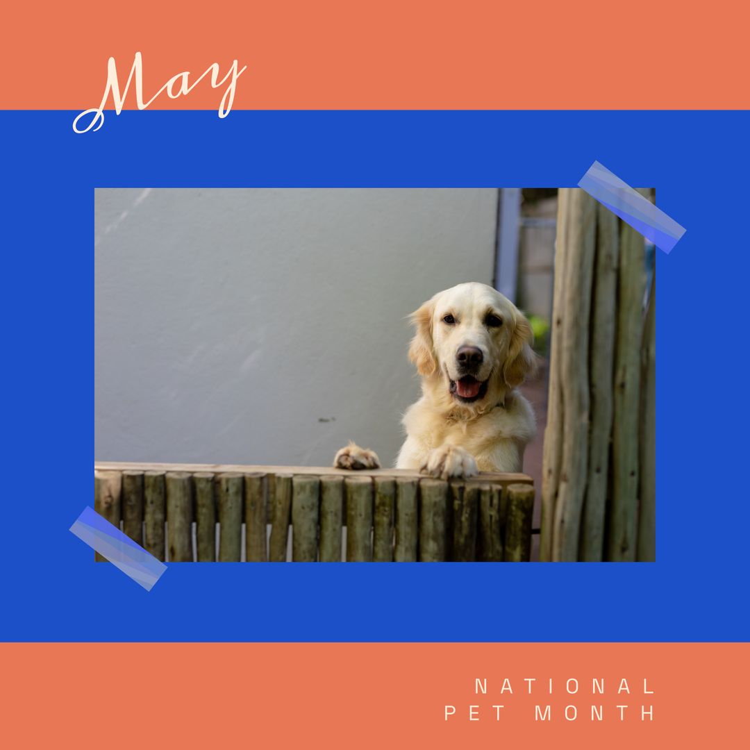Golden Retriever Celebrating National Pet Month Rearing by Fence