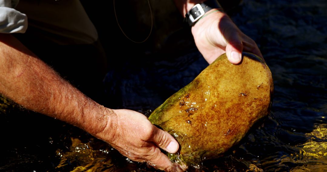 Fly Fisherman Collecting River Rocks in Sunlit Stream