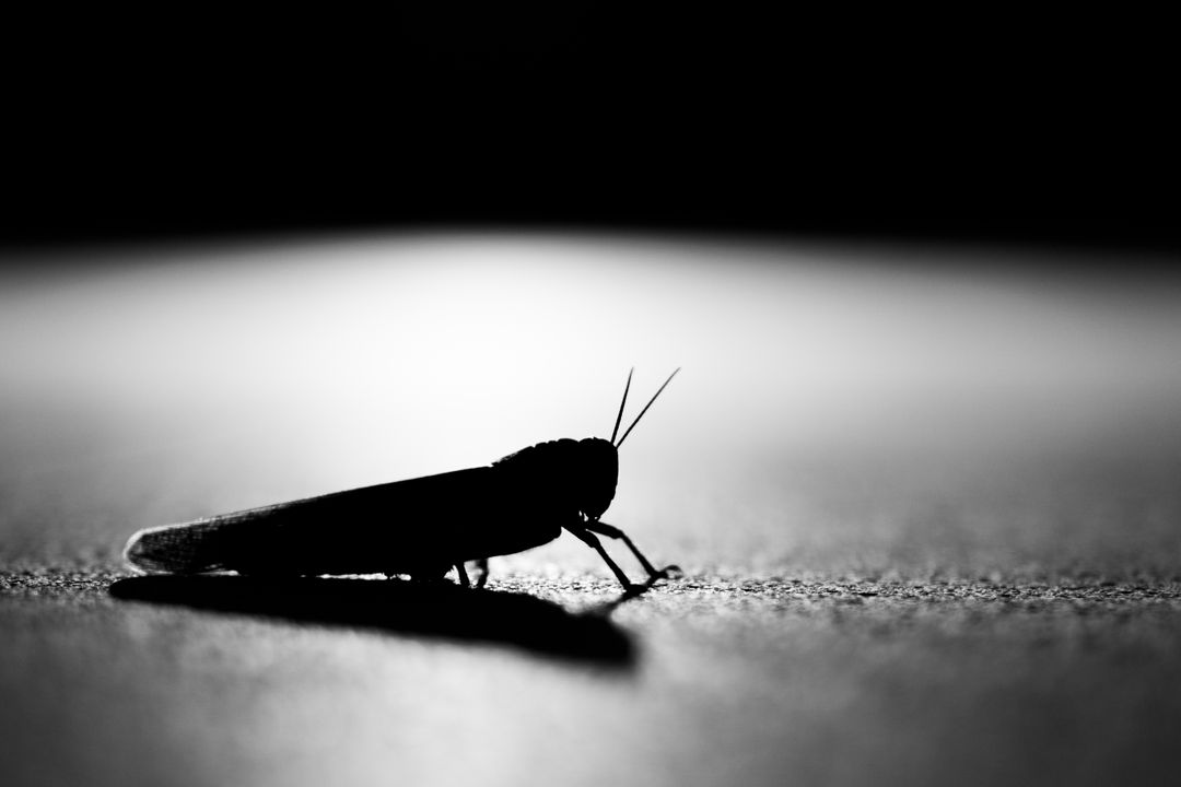 Silhouette of a Grasshopper on Surface in Black and White - Free Images, Stock Photos and Pictures on Pikwizard.com