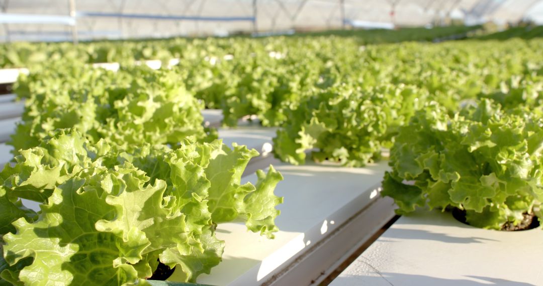 Hydroponic Lettuce Cultivation in Greenhouse for Sustainable Farming