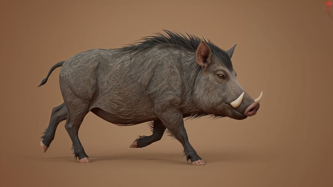 Wild boar with majestic tusks in motion