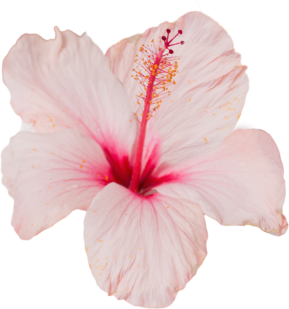 Transparent Close-Up Pink Hibiscus With Dark Pink Center - Download Free Stock Images Pikwizard.com