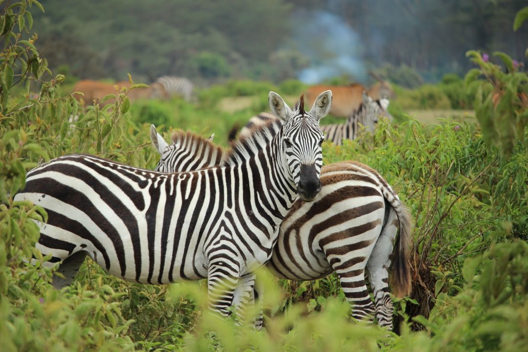 Zebra Herd Grazing in Lush Forest - Free Images, Stock Photos and Pictures on Pikwizard.com