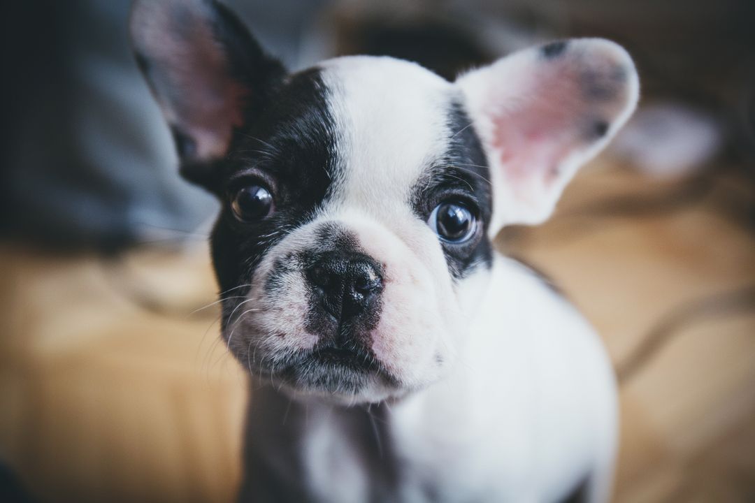Close-Up of Adorable French Bulldog Puppy with Curious Expression - Free Images, Stock Photos and Pictures on Pikwizard.com