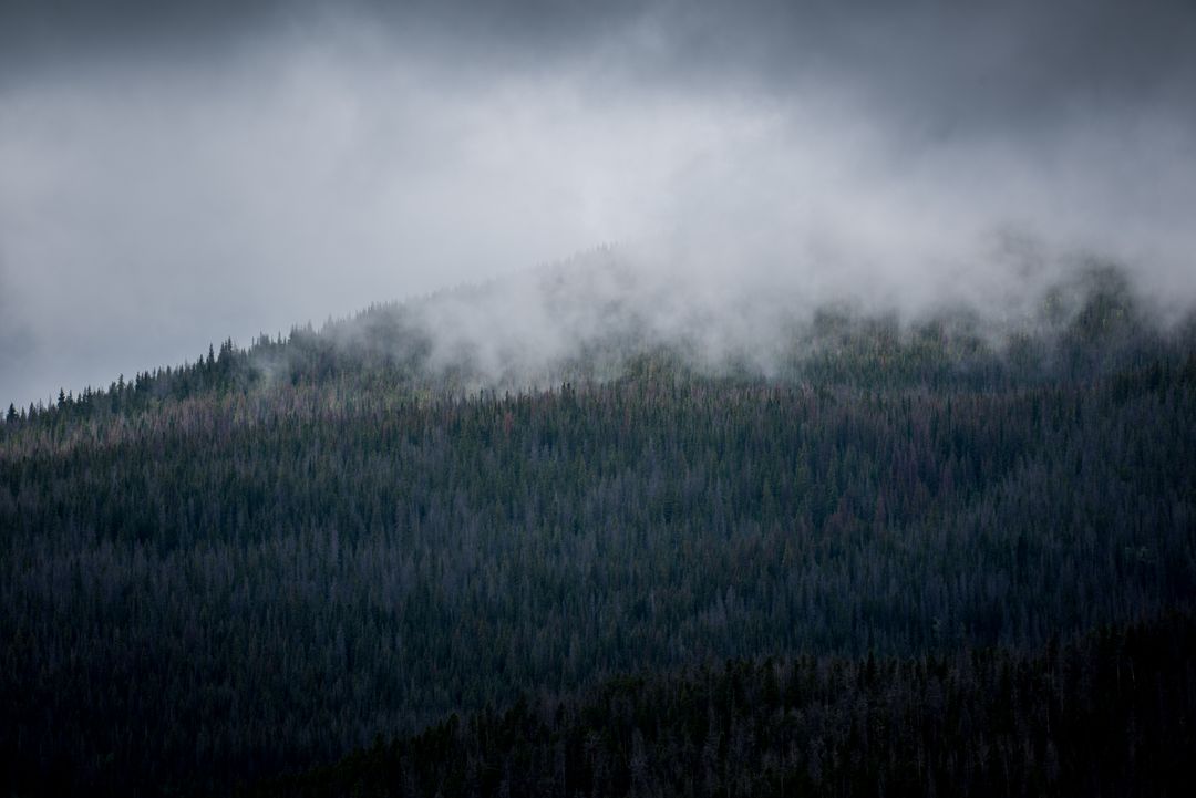 Misty Mountain with Dense Pine Forest on Cloudy Day - Free Images, Stock Photos and Pictures on Pikwizard.com
