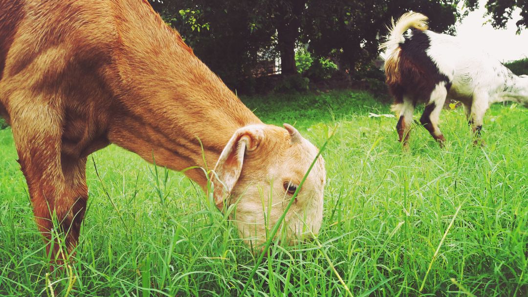 Goats Grazing on Lush Green Grass in Countryside Farm