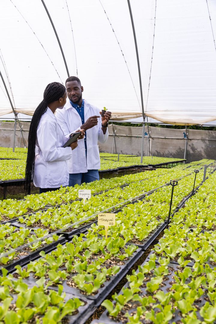 Scientists Conducting Research on Lettuce Cultivation in Greenhouse