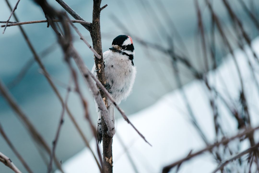 Bird closeup nature winter - Free Images, Stock Photos and Pictures on Pikwizard.com