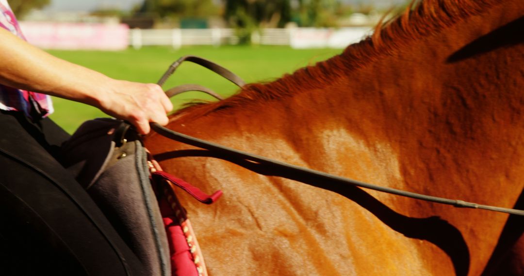 Rider's Hand Holding Reins on Chestnut Horse in Sunlight - Free Images, Stock Photos and Pictures on Pikwizard.com