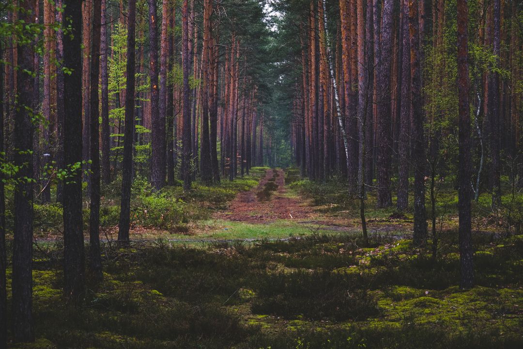 Serene Pine Forest Path at Dusk