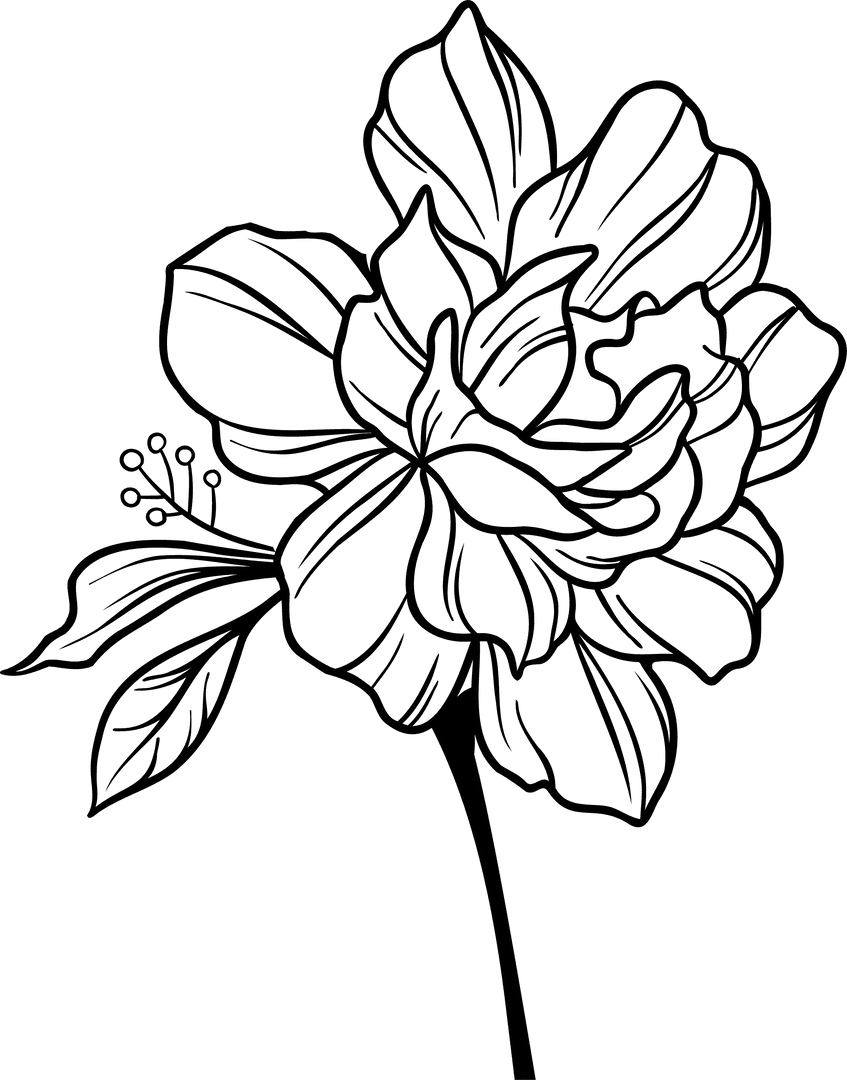 Transparent Rose Flower Line Art Botanical Illustration