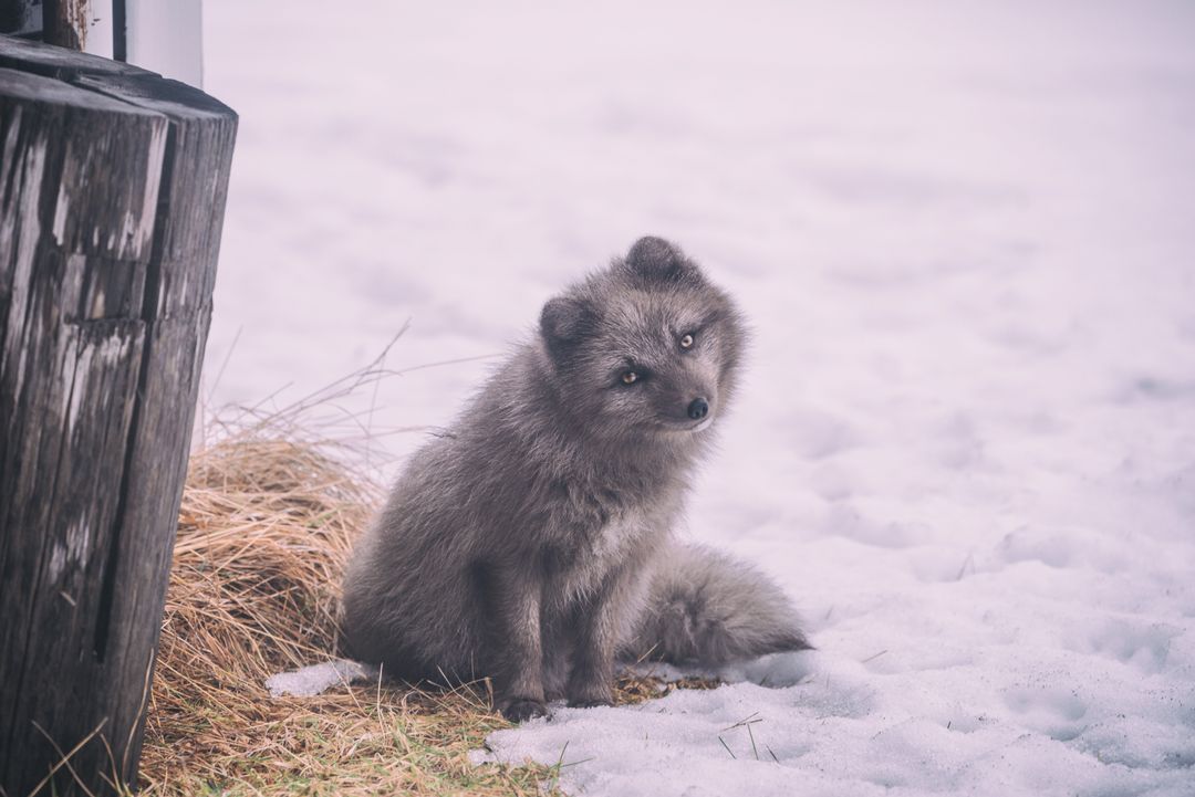 Cute Arctic Fox Sitting on Snow in Winter Wonderland