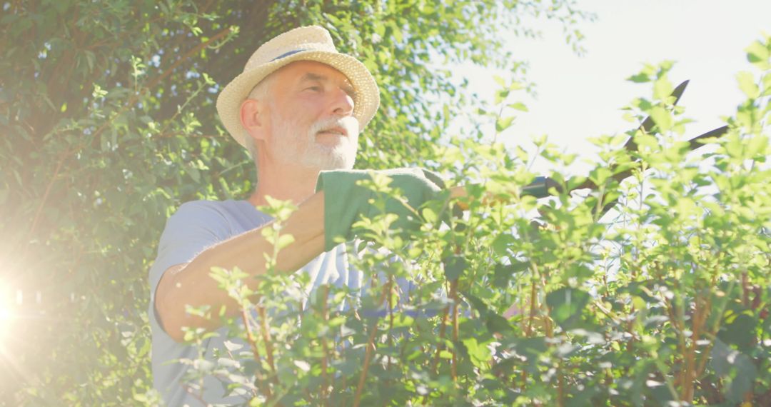 Senior Man Enjoying Gardening on Sunny Day