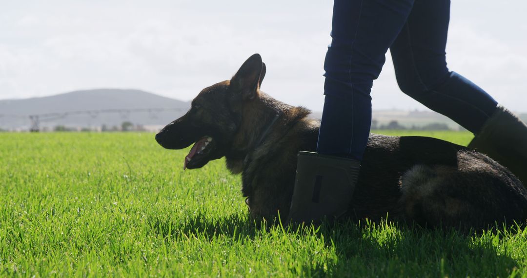 German Shepherd Attentively Following Trainer's Commands in Open Field