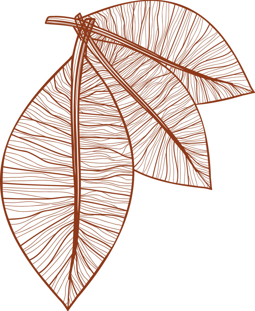 Stylized Leaves Linart with Detailing on Transparent Background