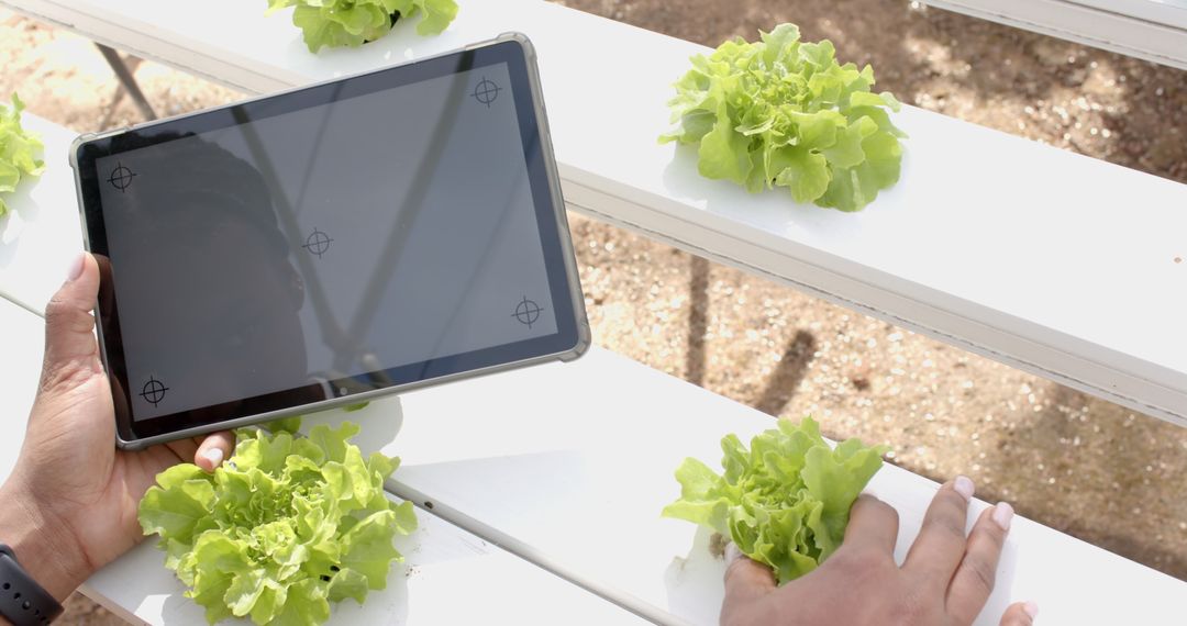 Inspecting Hydroponic Lettuce Plants with Digital Technology