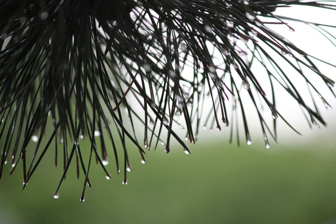 Close-up of Pine Needles with Dew Drops on Overcast Day - Free Images, Stock Photos and Pictures on Pikwizard.com