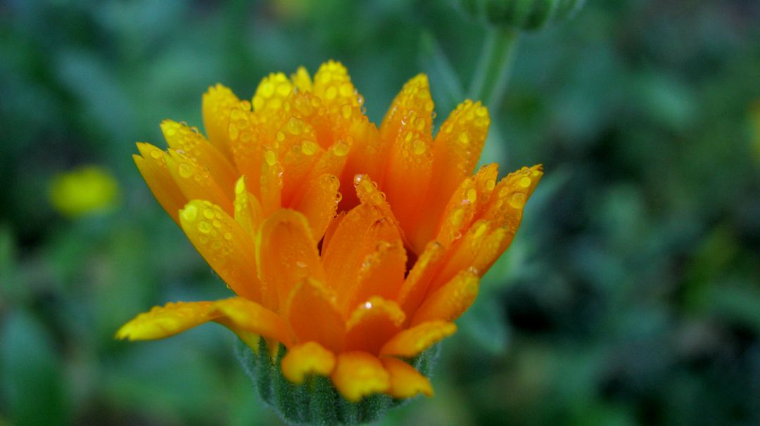 Close-Up of Vibrant Orange Flower with Morning Dew - Free Images, Stock Photos and Pictures on Pikwizard.com