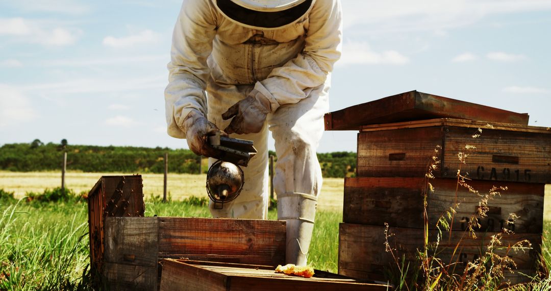 Beekeeper Managing Hive with Smoker in Apiary Field