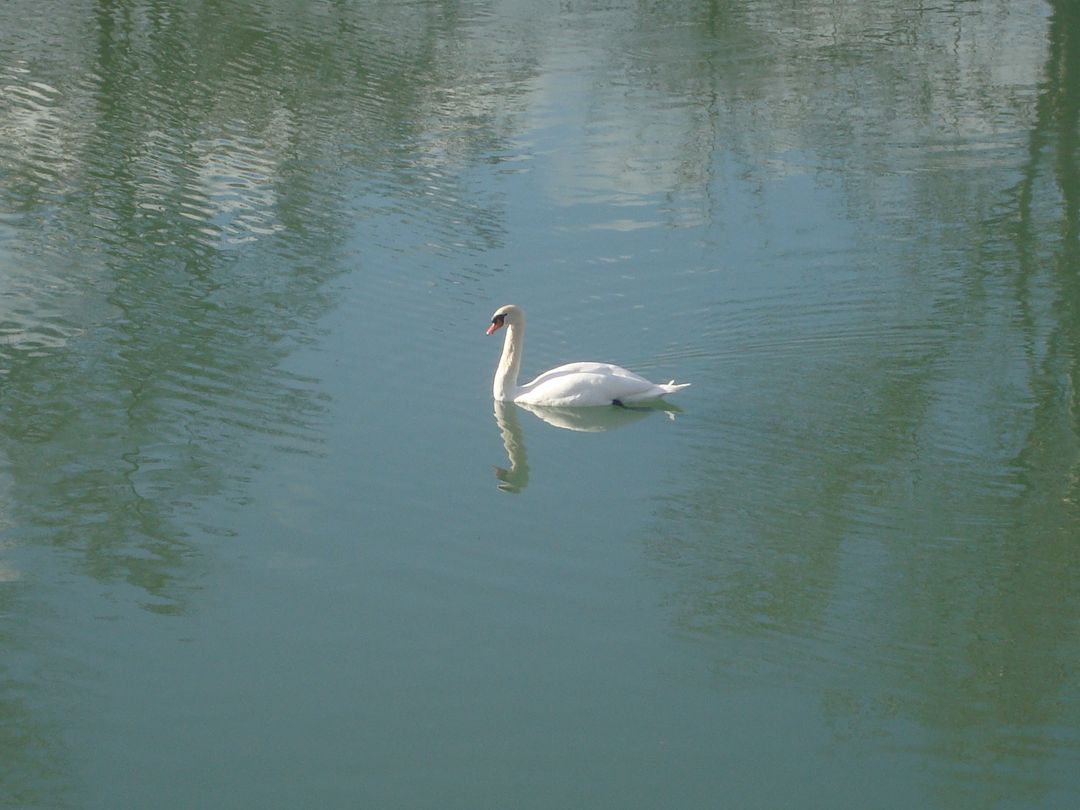 Graceful Swan Swimming in Calm Lake Water - Free Images, Stock Photos and Pictures on Pikwizard.com