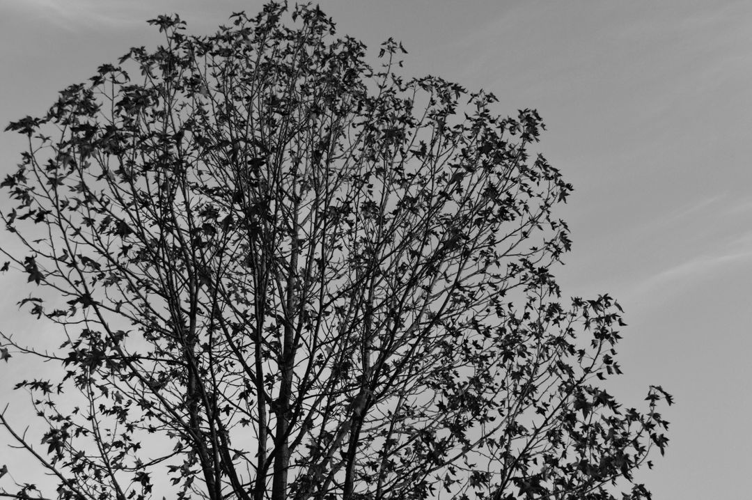 Low angle view of tree against sky - Free Images, Stock Photos and Pictures on Pikwizard.com