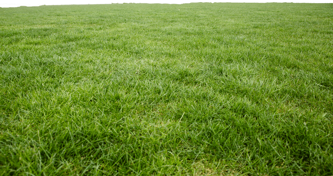 Green Grass Field on Transparent Background for Design Projects - Download Free Stock Images Pikwizard.com