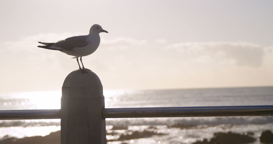 Seagull Perched on Post at Sunset by Ocean