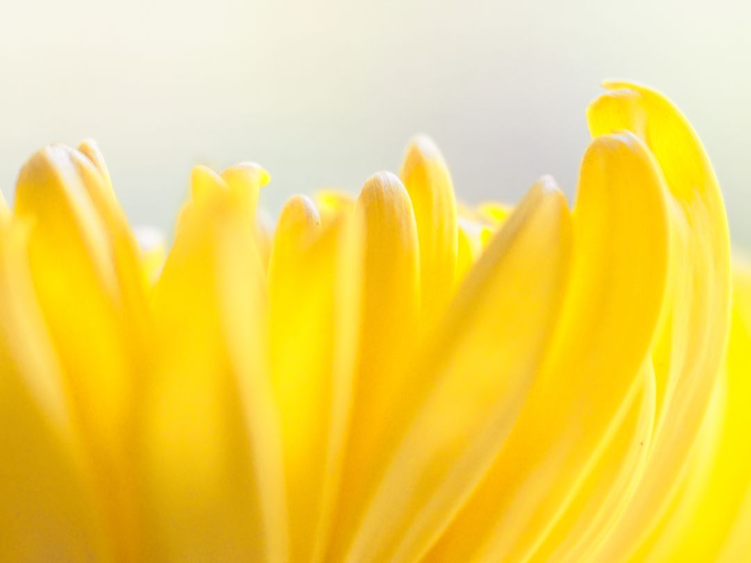 Close-Up of Vibrant Yellow Flower Petals