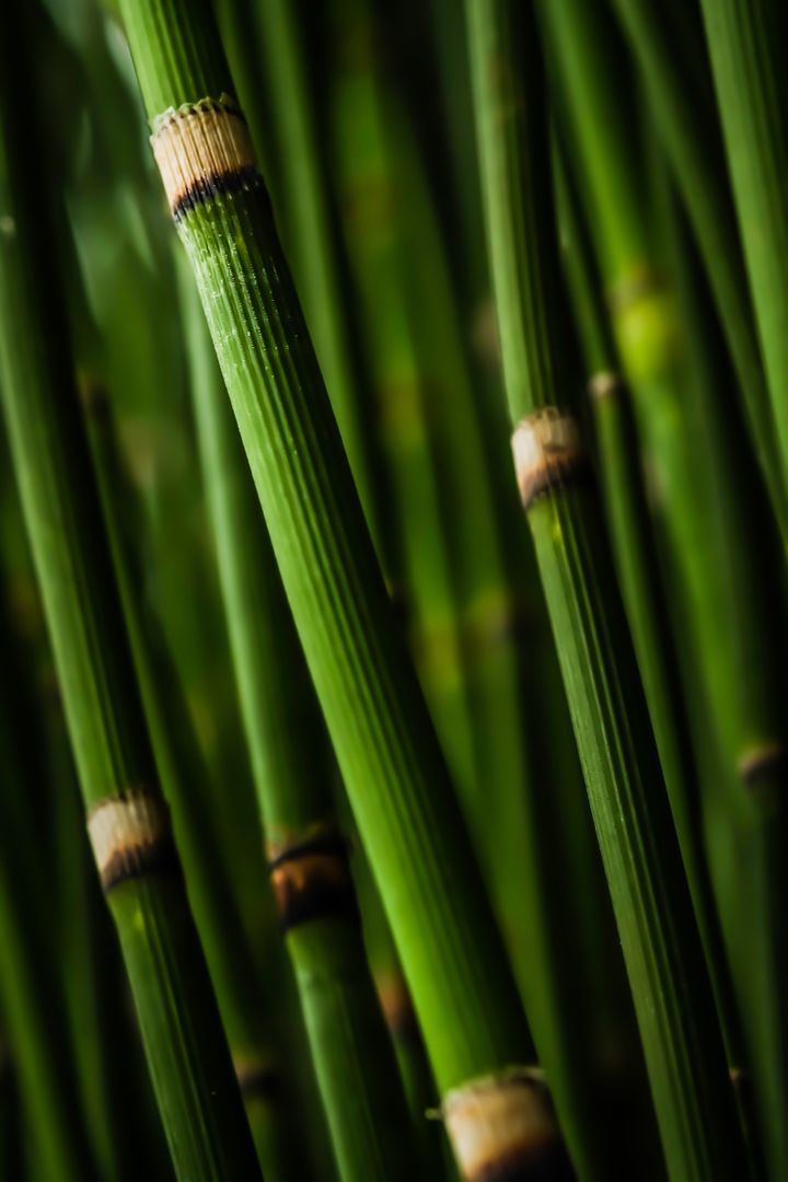 Close-Up of Lush Bamboo Stalks in Forest - Free Images, Stock Photos and Pictures on Pikwizard.com