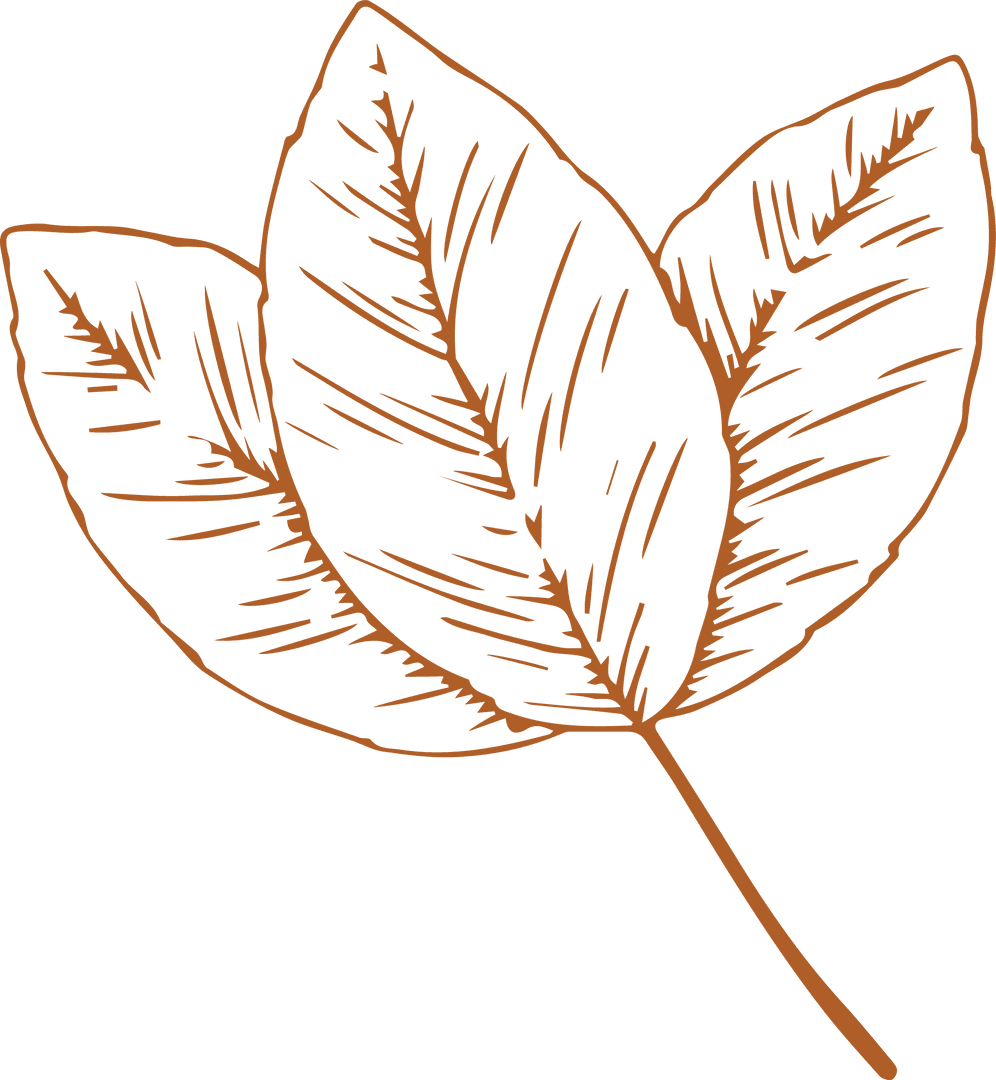 Elegant Botanical Illustration Three Leaves Transparent Background