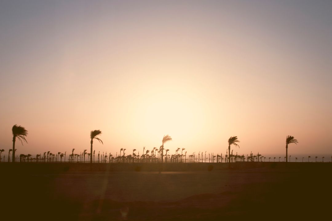 Silhouette of Palm Trees at Sunset in Desert